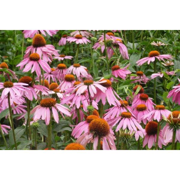 Echinacea purpurea P.E.,4% Echinacosides HPLC, Cichoric acid, Echinacea purpurea herb dry extract, Elderberry Extract