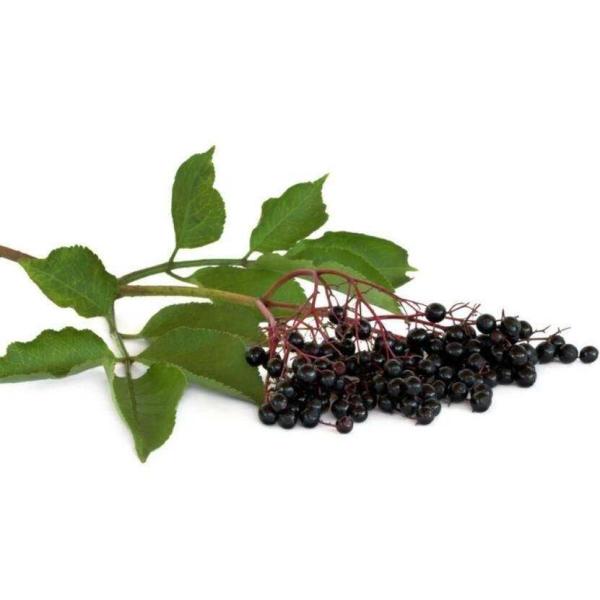 Black Elderberry Extract, European elderberry Extract, Elderberry enhance immunity, elderberry Powder