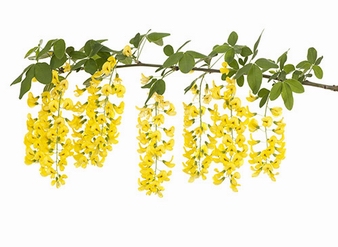 Cytisine 98% HPLC, Thermopsis Lanceolate Extract, Baptitoxine, Sophorine, CAS: 485-35-8