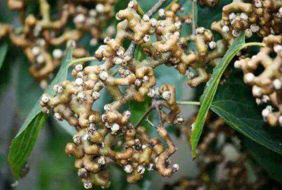 Hovenia dulcis berry extract powder, Oriental Raisin Tree Extract, Zhi Ju Zi Extract, alleviate the alcohol