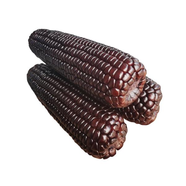Purple Corn Extract powder, Anthocyanidins 25%, Anthocyanins 5%, Zea Mayzl extract, natural Anthocyanidins
