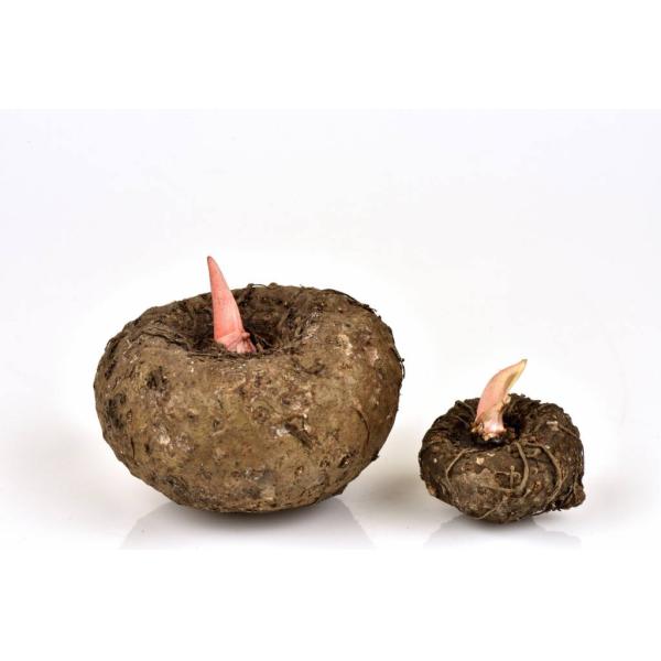 Konjac Powder, Amorphophallus konjac Powder, Glucomannan 95% , Konjac Root Extract, food additive
