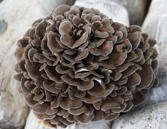 Grifola Frondosus extract 30% polysaccharides, Maitake Extract, Maitake Mushroom Extract, Maitake Mushroom supplement