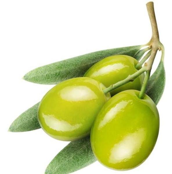 Fresh Olive cooking oil edible oil pre- press machine extractor