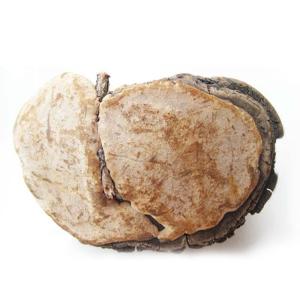 Mushroom Extract