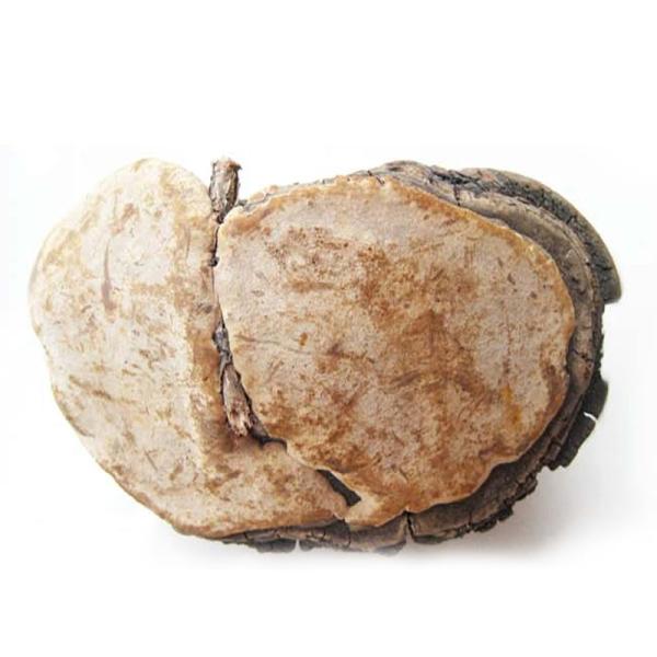 Fomes officinalis Extract, Fomitopsis officinalis Extract, Fomes Officinalis
