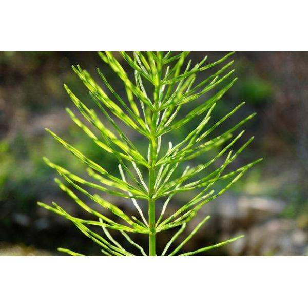 Horsetail Extract, Equisetum Arvense Extract, Horstail silica 7%, botanical