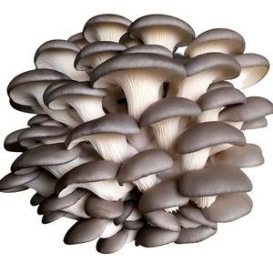 Oyster mushroom Extract, Oster fungus Extract, Pleurotus ostreatus Extract, Pleurotus ostreatus Polysaccharide 50%