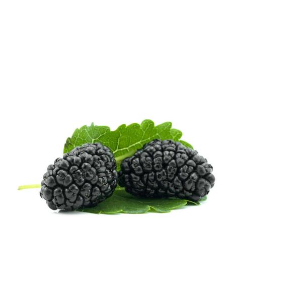 Mulberry Extract, Mulberry juice powder, Mulberry anthocyanidins, Mulberry