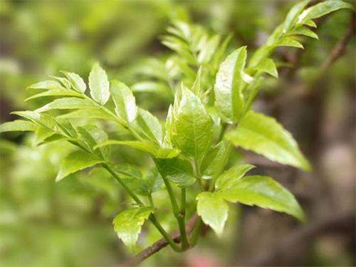 Dihydromyricetin 98%, Cany tea extract, Vine Tea Extract, Ampelopsin, CAS No.: 27200-12-0, Ampelopsis Extract