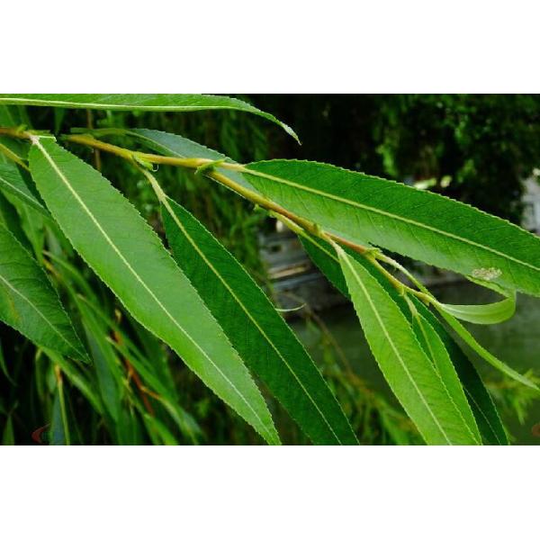 White Willow Bark Extract, Salicin 98% HPLC, CAS No.: 138-52-3, Salix alba