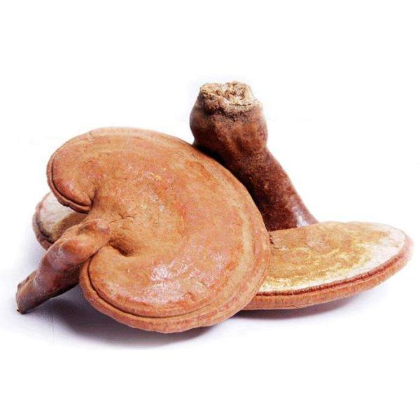 Reishi Mushroom Extract, glucan 20%, Polysaccharides, Ganoderma lucidum Extract,
