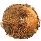 Sunflower disc Extract, Sunflower plate Extract, Sunflower plate Powder, Helianthus annuus total alkali