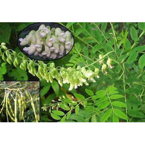 Matrine 98% HPLC, Sophora flavescens Extract, CAS No.: 519-02-8, botanical