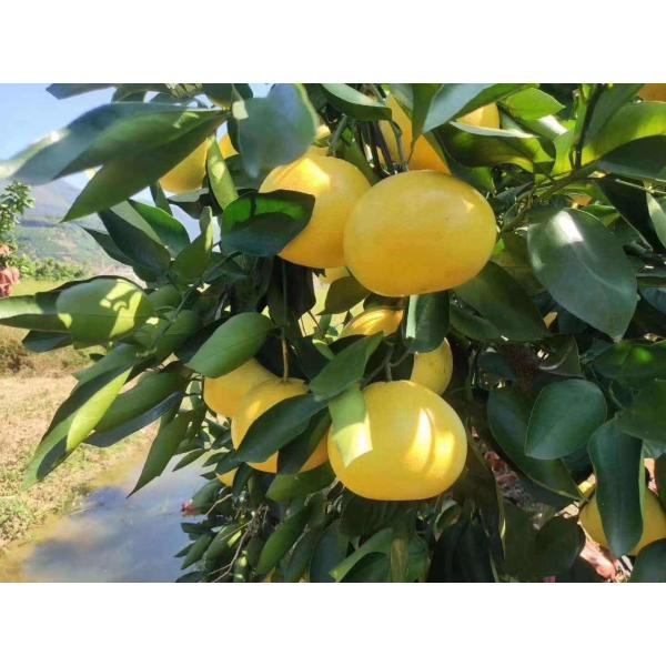 Naringin 98% HPLC, Grapefruit Extract, CAS NO: 10236-47-2, Grapefruit flavonoid