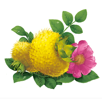 Rosa roxburghii Extract, Roxburgh Rose Extract Powder, Sweet Chestnut Rose Extract, Roxburgh Powder