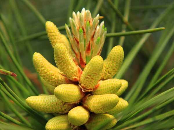 Pine Pollen, Shell-broken Pine Pollen, Pinus Pollen 98%,  Yellow powder powder, supplement material