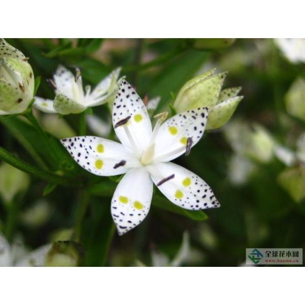 Swertiamarin 95% HPLC, Swertia P.E., Swertia bimaculata Extract, CAS No.: 17388-39-5
