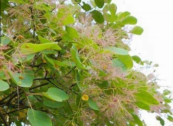 Fisetin 98% HPLC, CAS No.: 528-48-3, Smoketree Extract Powder, boxwood extract,