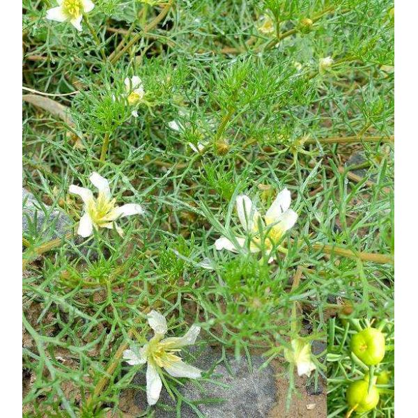 Harmine 98% HPLC, Light Yellow Powder, Peganum harmala Extract, telepathine, CAS No.: 442-51-3