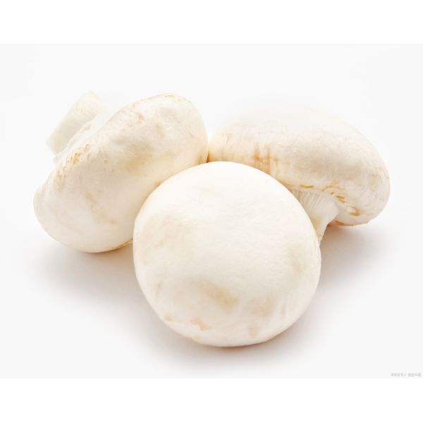 Vitamin D2 mushroom powder, Mushroom VD2, Ergocalciferol, Mushroom Vitamin D2, Agaricus bisporus Powder