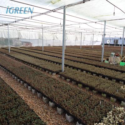 10m Tunnel Width Wide Span Greenhouse For Snail Farming with Irrigation System