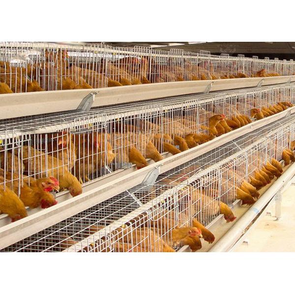 3 Tiers Pakistan Livestock Farming Equipment 96 Birds Egg Laying Hens