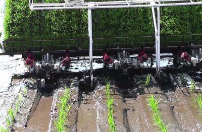 Único braço 3.68kw 4mu/H Paddy Rice Transplanter Machine