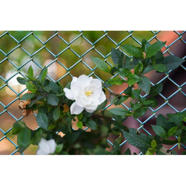 Roll Heavy Grade 8 80 15 Galvanised Stock Grassland Fence 50 Meter 100 Meter