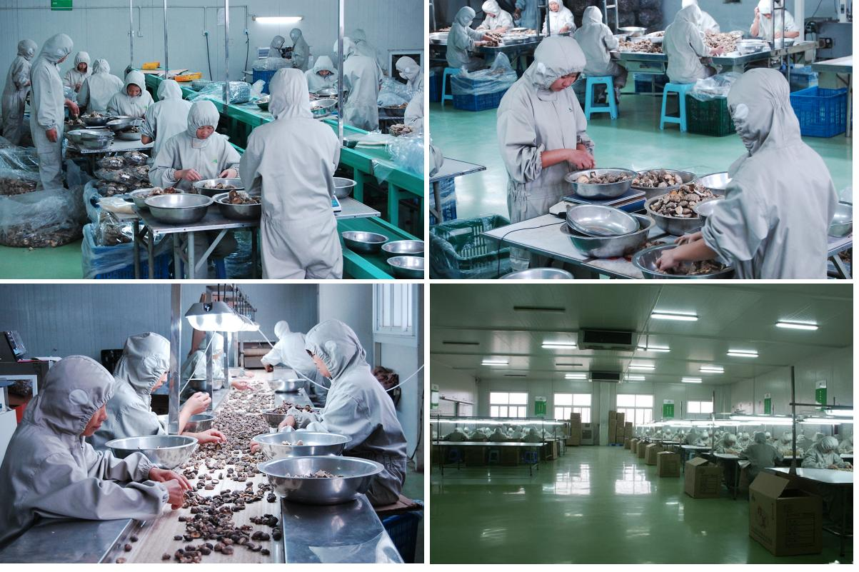 Здоровые сухие лет срока годности при хранении гриба шиитаке 1kg ровные поверхностные 2