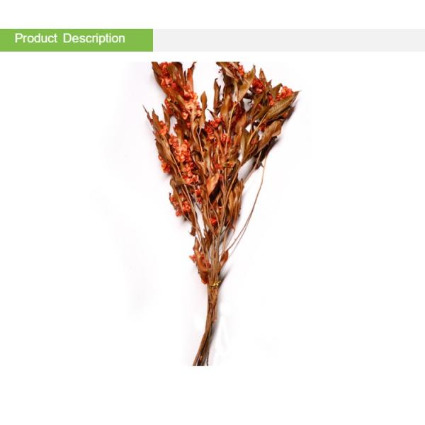 Natural Green Preserved Eucalyptus Leaves Real Touch Feel & Eco Friendly