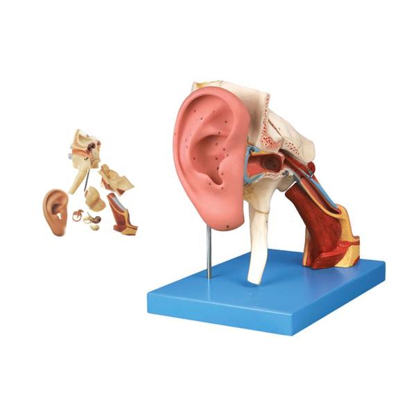 Advanced PVC Ear Anatomy Teaching Model 4 Times Amplified Structure Outer and Middle Ear