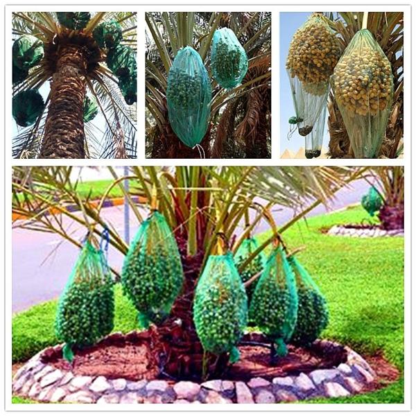 80x100cm Anti-Insect Fruit Protection Mesh Bag 40-100gsm PE Material for Date Palm