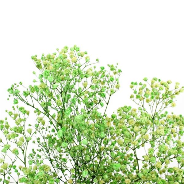 A respiração secada bonita eterna dos bebês das flores das decorações da casa preservou