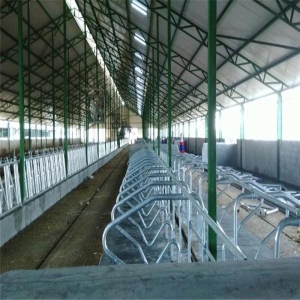 Lanjing, une ferme en acier préfabriqué, des abris pour bétail en métal moderne.