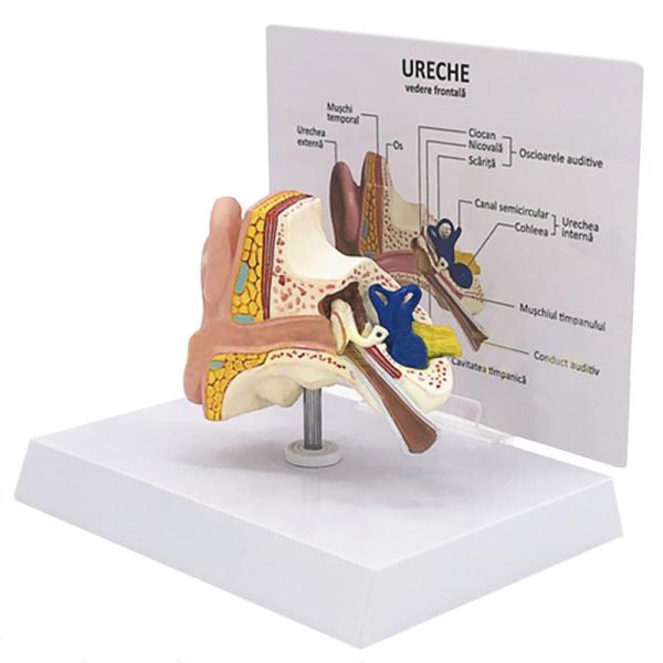 Human Anatomy Life Size Desktop Human Ear Model For Education