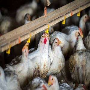 Hot-Dip Galvanized Steel Poultry Farming Equipment with Automatic Feeding and 4 Tiers Chicken Farm Cage System