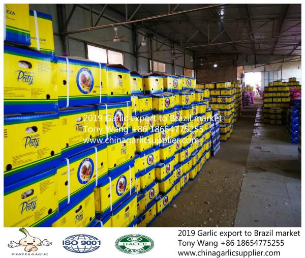 2019 Garlic to Brazil; normal white garlic with 10kg mesh bag.
