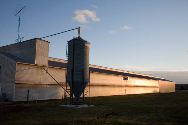 Corrosion Resistant Pre-Engineered Steel Structure Poultry House with 20-30 Years Service Life and Optional Heating and Cooling Systems
