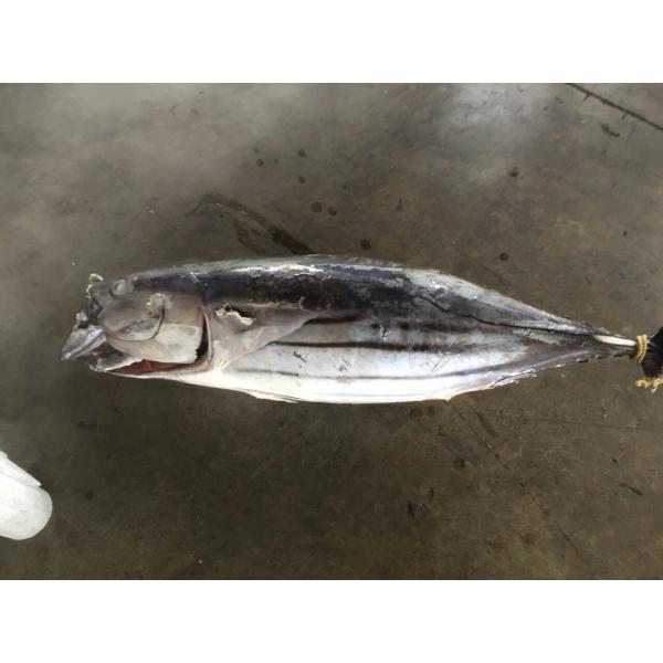 Un atún de bonitos congelado entero de la ronda 3.4kg IQF del grado