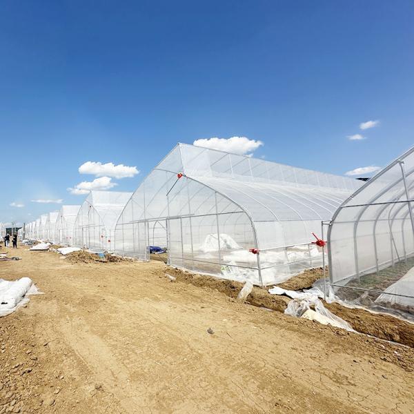 Tropical Climate Sawtooth Poly Tunnel Plastic Film Agricultural Greenhouse