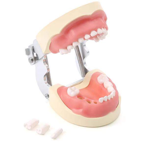 Desmontable 24pcs Niños Dentes Dental Modelo de Resina Hecho Entrenamiento Niños Dentes Modelo de práctica