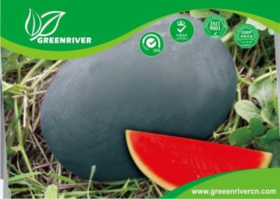 Dark green Organic Watermelon Seeds with Sugar content 11.5% , Black