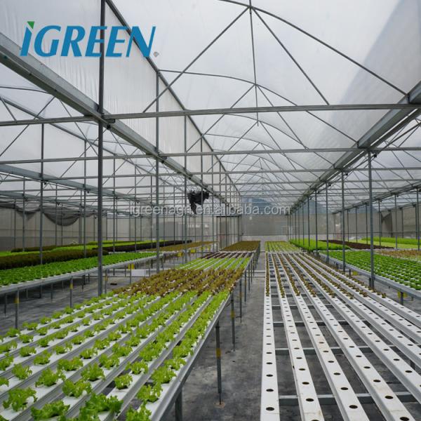 Commercial NFT Single Hydroponic System Growing Vegetable with Film Cover