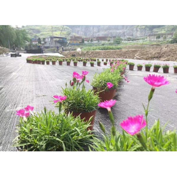 UV Resistance Garden Weed Control Fabric Black - Green Weed Control Barrier
