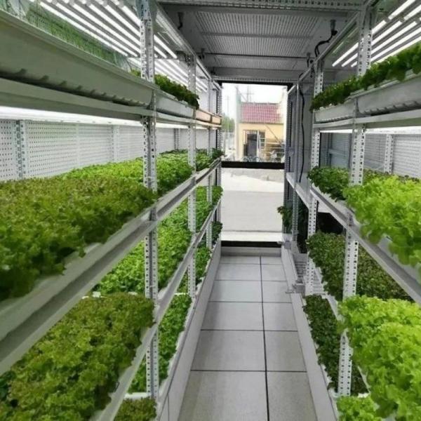 Container Farming of Strawberries Made Simple with Multi-Span Agricultural Greenhouses