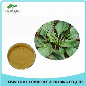 Lowest Price Best Quality Plantain Extract for Skin and Cancer