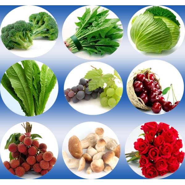 Быстрое быстрое охлаждая свежее горшечное растение срезанных цветков свежее производит паллеты ремесла воздуха машины 3 вакуума воркуя