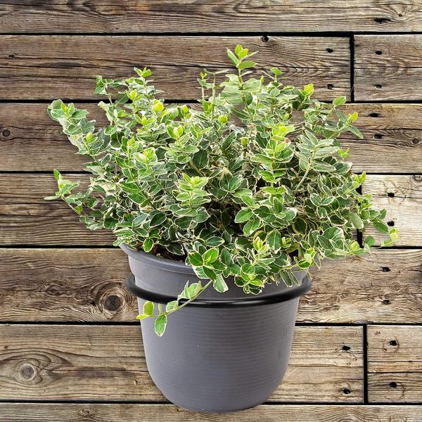 Круглый настенный плантатор Металлический висячий корзинный брекет с цветочным горшком толщиной 5 мм