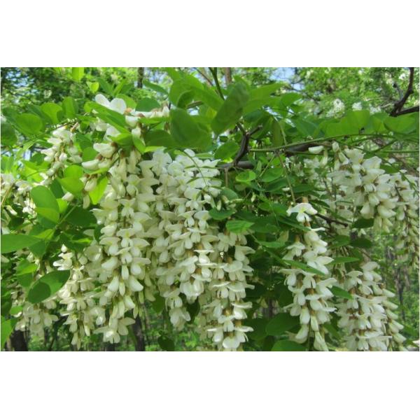 Beestar органический белый сырой акациевый мед - натуральный пчелиный мед высочайшего качества